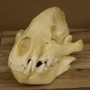 Hyäne Schädel Skelett Tüpfelhyäne 3D Druck Kopie Nachbildung Trophäe Afrika Raubtier Hyäne Schädeltrophäe