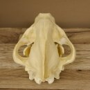 Hyäne Schädel Skelett Tüpfelhyäne 3D Druck Kopie Nachbildung Trophäe Afrika Raubtier Hyäne Schädeltrophäe