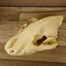 Hyäne Schädel Skelett Tüpfelhyäne 3D Druck Kopie Nachbildung Trophäe Afrika Raubtier Hyäne Schädeltrophäe