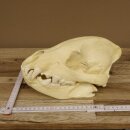 Hyäne Schädel Skelett Tüpfelhyäne 3D Druck Kopie Nachbildung Trophäe Afrika Raubtier Hyäne Schädeltrophäe
