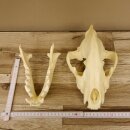 Hyäne Schädel Skelett Tüpfelhyäne 3D Druck Kopie Nachbildung Trophäe Afrika Raubtier Hyäne Schädeltrophäe