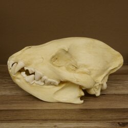 Hyäne Schädel Skelett Tüpfelhyäne 3D Druck Kopie Nachbildung Trophäe Afrika Raubtier Hyäne Schädeltrophäe