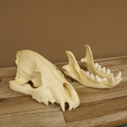 Hyäne Schädel Skelett Tüpfelhyäne 3D Druck Kopie Nachbildung Trophäe Afrika Raubtier Hyäne Schädeltrophäe