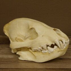 Hyäne Schädel Skelett Tüpfelhyäne 3D Druck Kopie Nachbildung Trophäe Afrika Raubtier Hyäne Schädeltrophäe