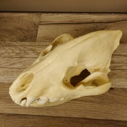 Hyäne Schädel Skelett Tüpfelhyäne 3D Druck Kopie Nachbildung Trophäe Afrika Raubtier Hyäne Schädeltrophäe