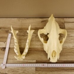 Hyäne Schädel Skelett Tüpfelhyäne 3D Druck Kopie Nachbildung Trophäe Afrika Raubtier Hyäne Schädeltrophäe