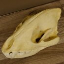 Crâne de hyène Hyène tachetée Copie imprimée en 3D Réplique Trophée Afrique Prédateur Hyène Trophée de crâne 62.8.2