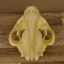 Crâne de hyène Hyène tachetée Copie imprimée en 3D Réplique Trophée Afrique Prédateur Hyène Trophée de crâne 62.8.2