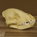 Crâne de hyène Hyène tachetée Copie imprimée en 3D Réplique Trophée Afrique Prédateur Hyène Trophée de crâne 62.8.2