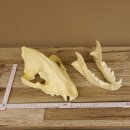 Crâne de hyène Hyène tachetée Copie imprimée en 3D Réplique Trophée Afrique Prédateur Hyène Trophée de crâne 62.8.2