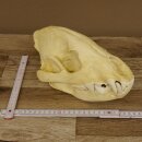 Crâne de hyène Hyène tachetée Copie imprimée en 3D Réplique Trophée Afrique Prédateur Hyène Trophée de crâne 62.8.2