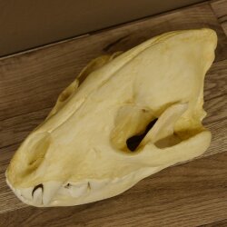 Crâne de hyène Hyène tachetée Copie imprimée en 3D Réplique Trophée Afrique Prédateur Hyène Trophée de crâne 62.8.2