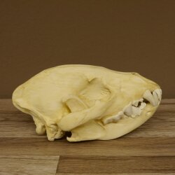 Crâne de hyène Hyène tachetée Copie imprimée en 3D Réplique Trophée Afrique Prédateur Hyène Trophée de crâne 62.8.2