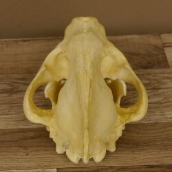 Crâne de hyène Hyène tachetée Copie imprimée en 3D Réplique Trophée Afrique Prédateur Hyène Trophée de crâne 62.8.2