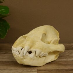 Crâne de hyène Hyène tachetée Copie imprimée en 3D Réplique Trophée Afrique Prédateur Hyène Trophée de crâne 62.8.2