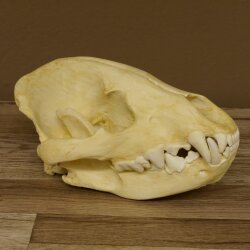 Crâne de hyène Hyène tachetée Copie imprimée en 3D Réplique Trophée Afrique Prédateur Hyène Trophée de crâne 62.8.2