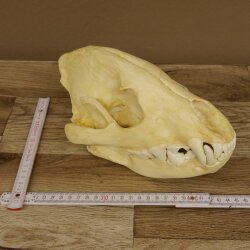 Crâne de hyène Hyène tachetée Copie imprimée en 3D Réplique Trophée Afrique Prédateur Hyène Trophée de crâne 62.8.2