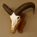 Mufflon (Ovis gmelini musimon) Widder Geweih...