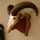 Mufflon (Ovis gmelini musimon) Widder Geweih Schädeltrophäe Hornlänge 47,5 cm Trophäenschild 82.1.102