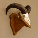 Mufflon (Ovis gmelini musimon) Widder Geweih Schädeltrophäe Hornlänge 47,5 cm Trophäenschild 82.1.102