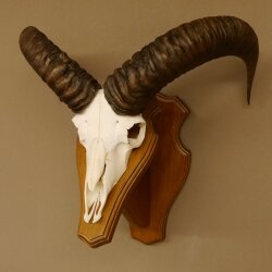 Mufflon (Ovis gmelini musimon) Widder Geweih Schädeltrophäe Hornlänge 47,5 cm Trophäenschild 82.1.102