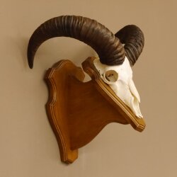 Mufflon (Ovis gmelini musimon) Widder Geweih Schädeltrophäe Hornlänge 47,5 cm Trophäenschild 82.1.102