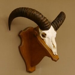 Mufflon (Ovis gmelini musimon) Widder Geweih Schädeltrophäe Hornlänge 47,5 cm Trophäenschild 82.1.102