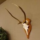 Rothirschgeweih Gabler Hirsch Höhe 64 cm Stangen...