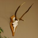 Rothirschgeweih Gabler Hirsch Höhe 64 cm Stangen...