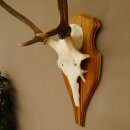 Rothirschgeweih Gabler Hirsch Höhe 64 cm Stangen Hirschgeweih Geweih Trophäenschild 70.1007