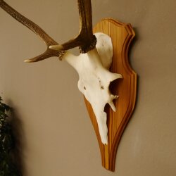 Rothirschgeweih Gabler Hirsch Höhe 64 cm Stangen Hirschgeweih Geweih Trophäenschild 70.1007