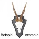 Trophäenschild Reh 1 Stück Spitz AF 21 cm x 13 cm Eiche dunkel + Montageklammer GTKv50.56-1+K
