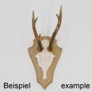 Trophäenschild Reh 1 Stück Spitz AF 21 cm x 13 cm Eiche hell ohne Montageklammer GTKv50.73-1