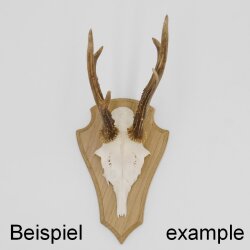 Trophäenschild Reh 1 Stück Spitz AF 21 cm x 13 cm Eiche hell ohne Montageklammer GTKv50.73-1