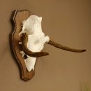 Elandenhoorn kleine elandenhoorn schedel trofee op...