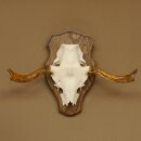 Elandenhoorn kleine elandenhoorn schedel trofee op...