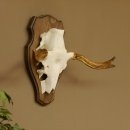 Elandenhoorn kleine elandenhoorn schedel trofee op...