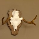 Elandgewei klein elandgewei schedel trofee op trofeeplaat...
