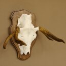 Elandgewei klein elandgewei schedel trofee op trofeeplaat...