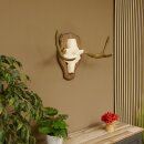 Elandenhoorn kleine elandenhoorn schedel trofee op...