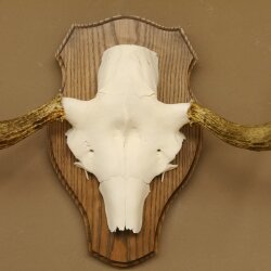 Elchgeweih kleines Elch Geweih Schädeltrophäe auf Trophäenschild 79.66