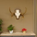 Elandenhoorn kleine elandenhoorn schedeltrofee op...