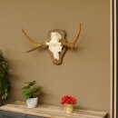 Elandenhoorn kleine elandenhoorn schedel trofee op...