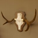 Elandenhoorn kleine elandenhoorn schedel trofee op...