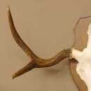 Elchgeweih kleines Elch Geweih Schädeltrophäe auf Trophäenschild 79.68