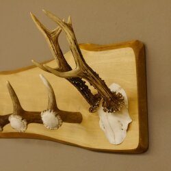 Geweih Garderobe mit 5 Haken aus Hirschspitzen Hirschrose auf Holzbrett Rehgeweih Wandgarderobe Unikat 27.8.96