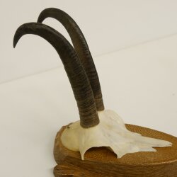 2 Stück Gamsgeweihe Gemse Geweihe auf Trophäenschilder SL max. 20,6 cm 47.174