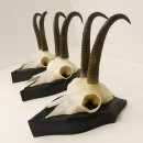 3 pieces of chamois antlers on trophy boards SL max. 20.8...