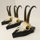 3 pieces of chamois antlers on trophy boards SL max. 20.8...
