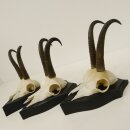 3 Stück Gamsgeweihe Gemse Geweihe auf Trophäenschilder SL max. 20,8 cm 47.175